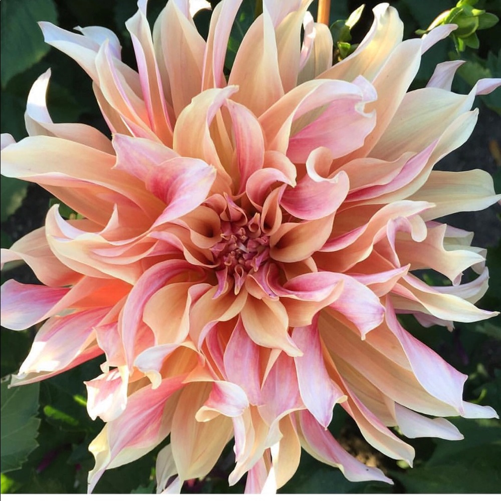 Meet your Posher, Crysten